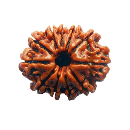 Eleven Mukhi Rudraksha