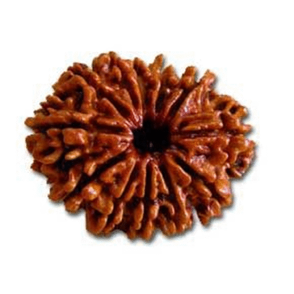 Twelve Mukhi Rudraksha