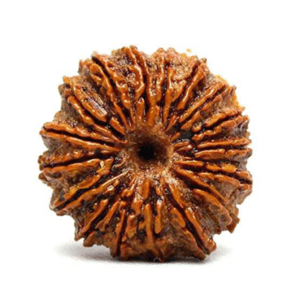 18 Mukhi Rudraksha (Rare)