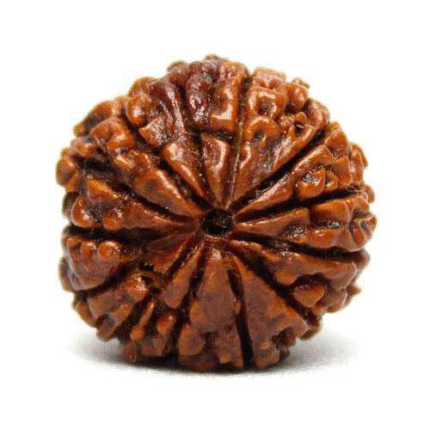 Thirteen Mukhi Rudraksha