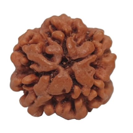 One Mukhi Rudraksha (Ek Mukhi)