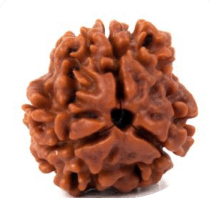 Three Mukhi Rudraksha
