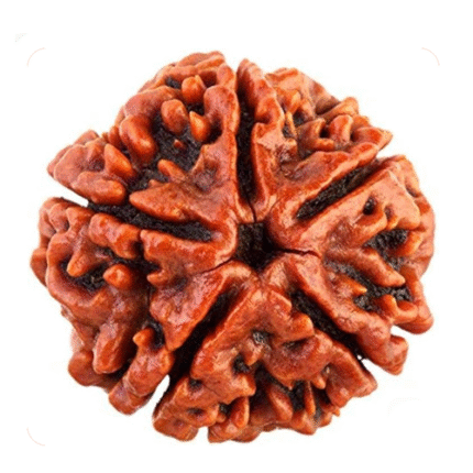 Five Mukhi Rudraksha