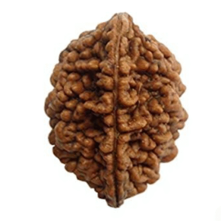 Two Mukhi Rudraksha